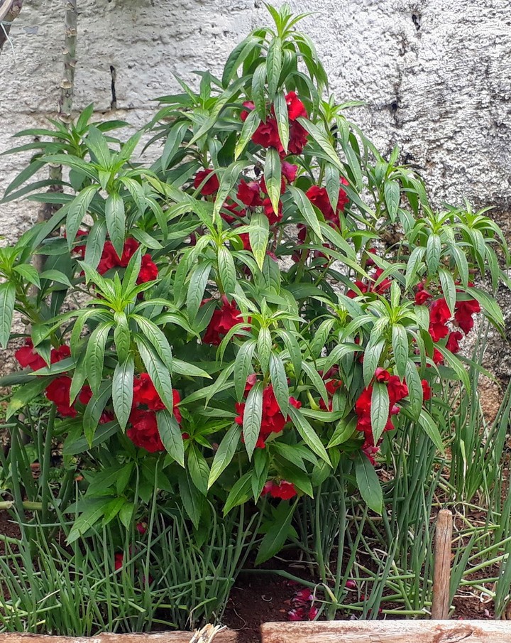 Beautiful red plants