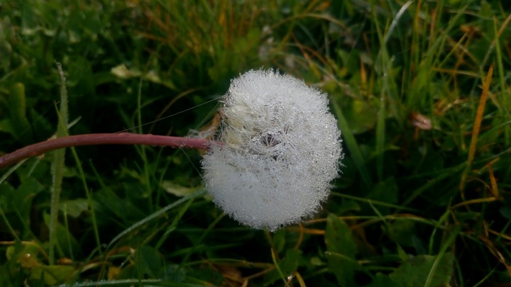 dandelion