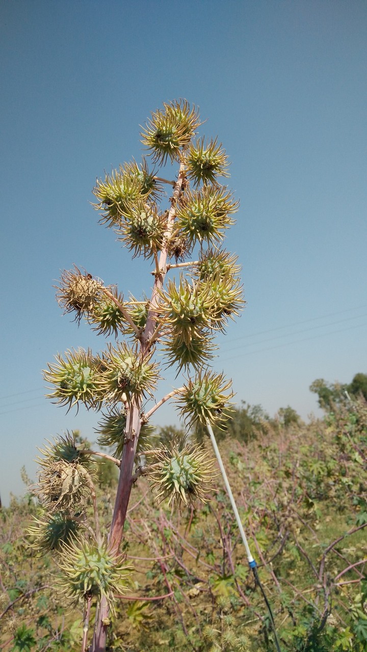 Castor Plant