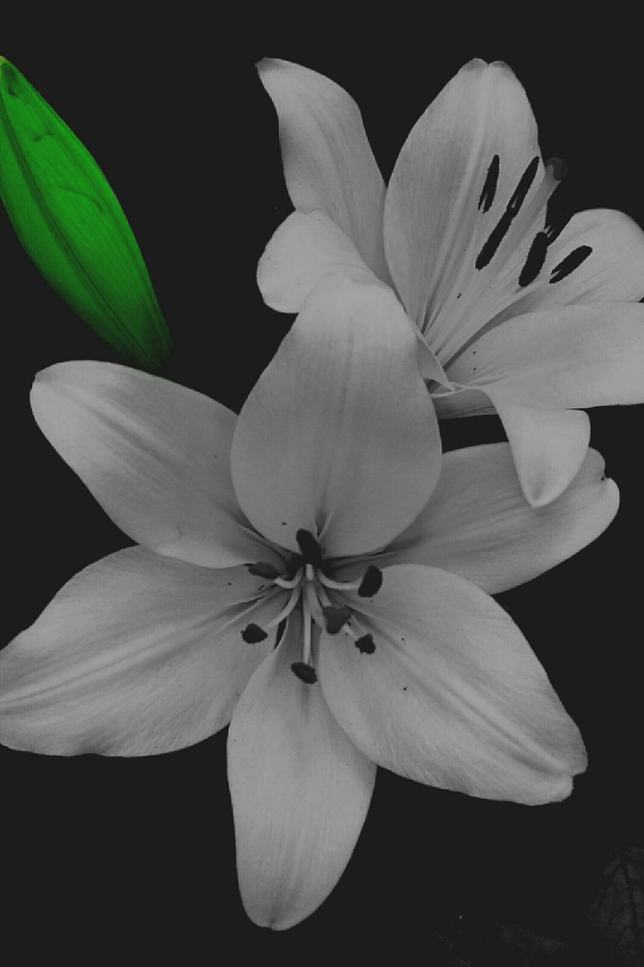 flowers are our greatest silent friends!!