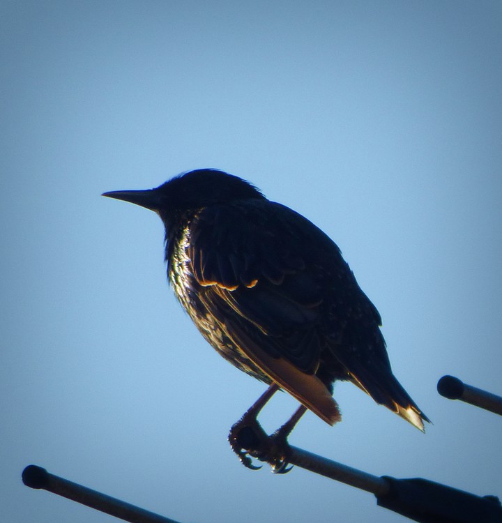 oiseau