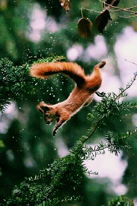squirrel jumps