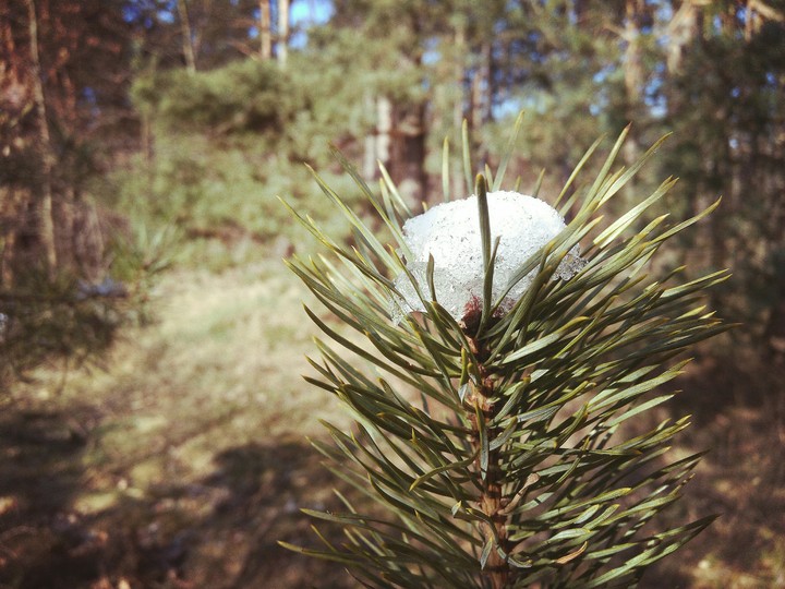 Snow