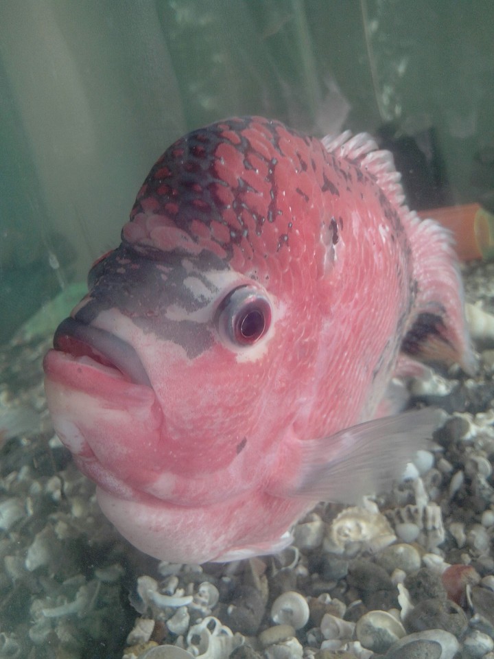 Fish