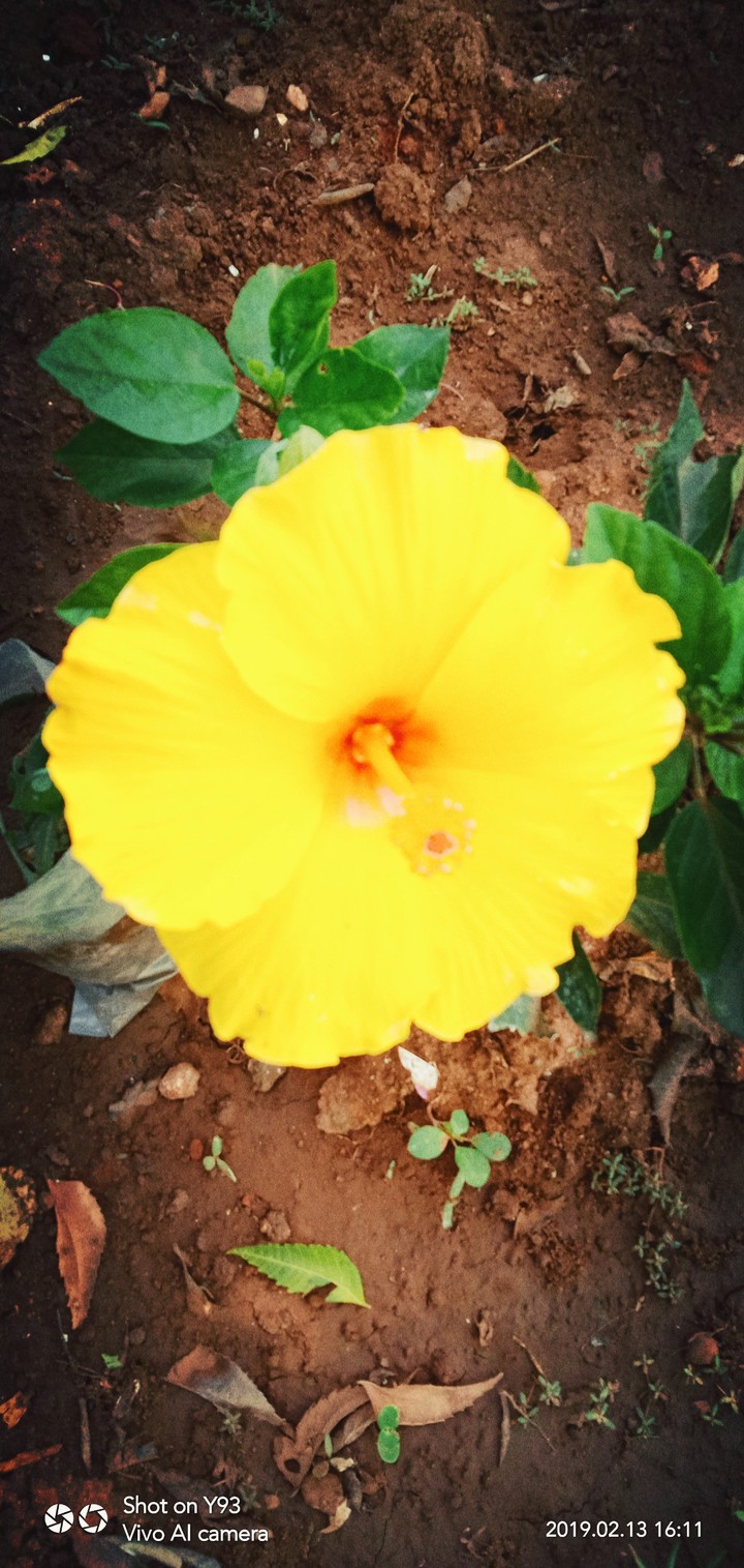 yellow