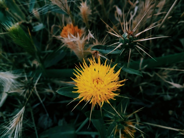 flawers