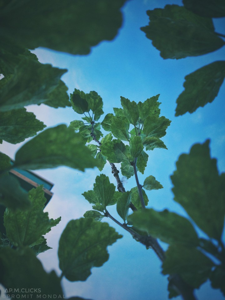 leaves