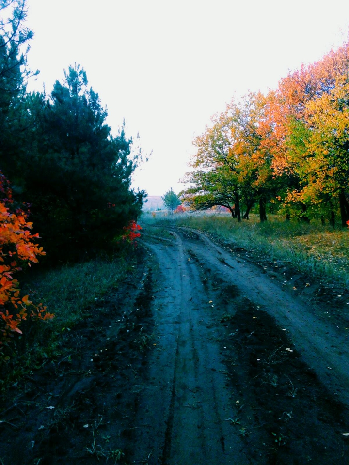 Road in the forest