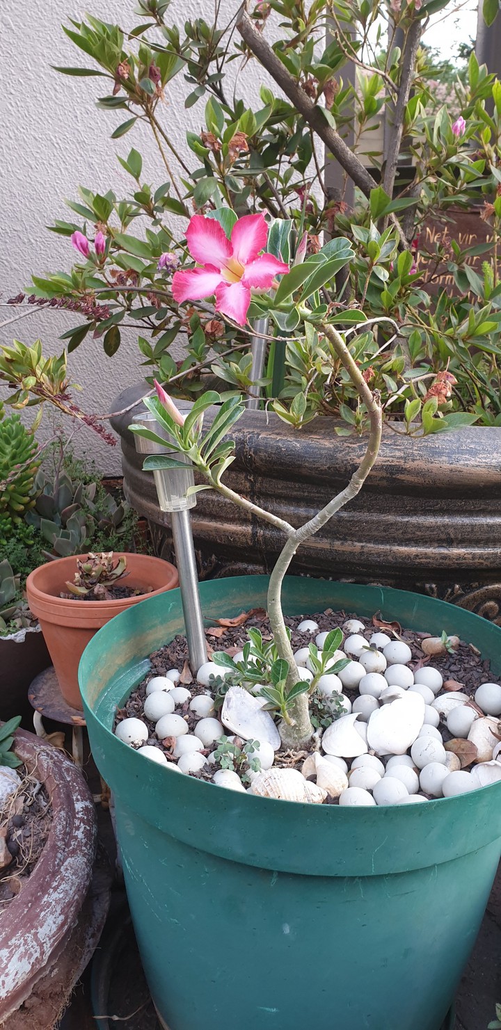 Impala Lily