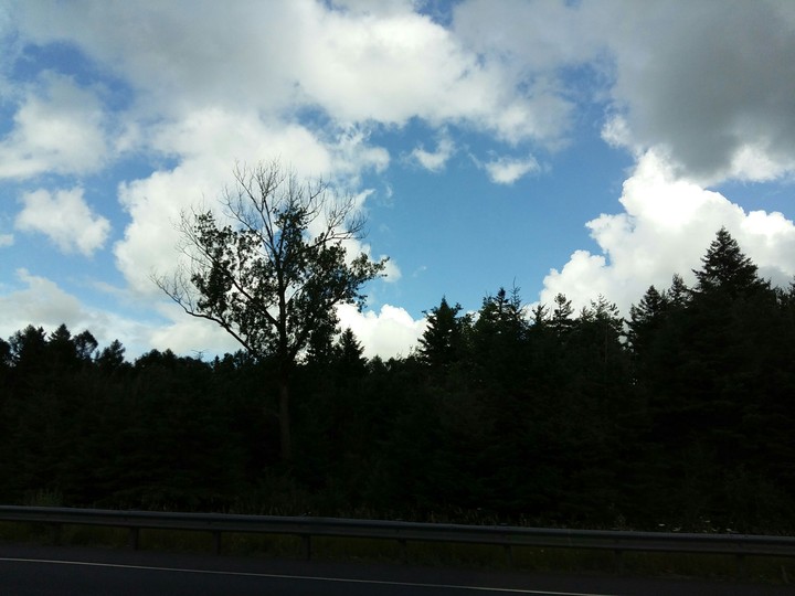 Treeline