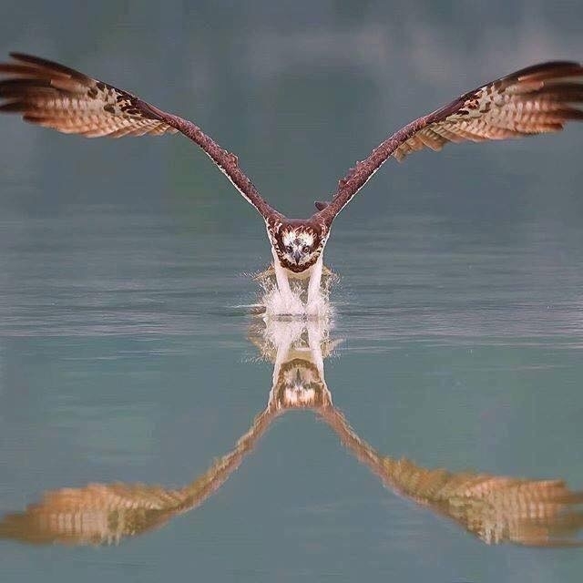 Flight