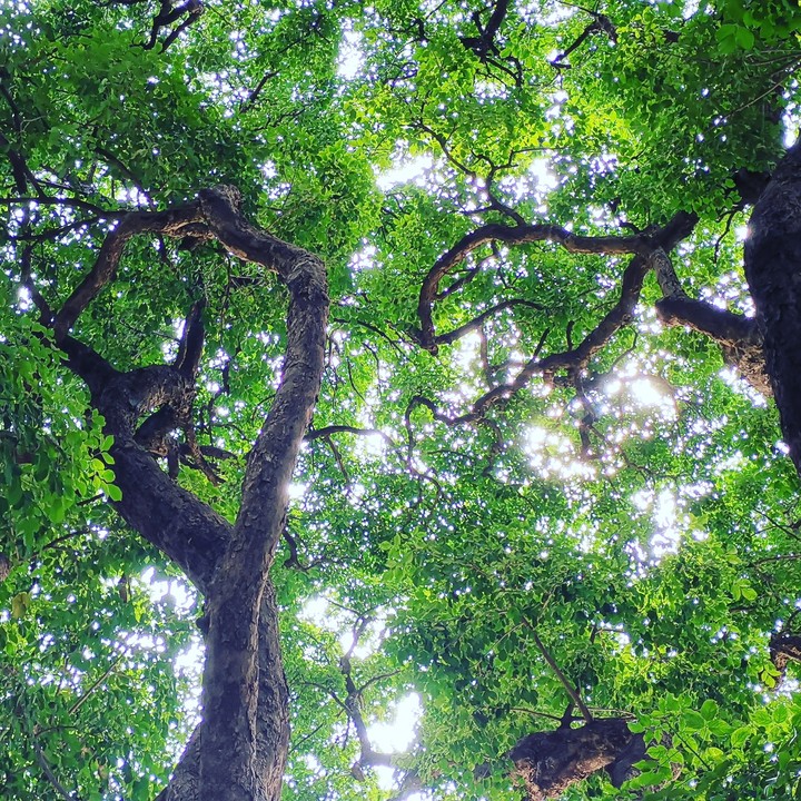 taiwan Taichung God tree