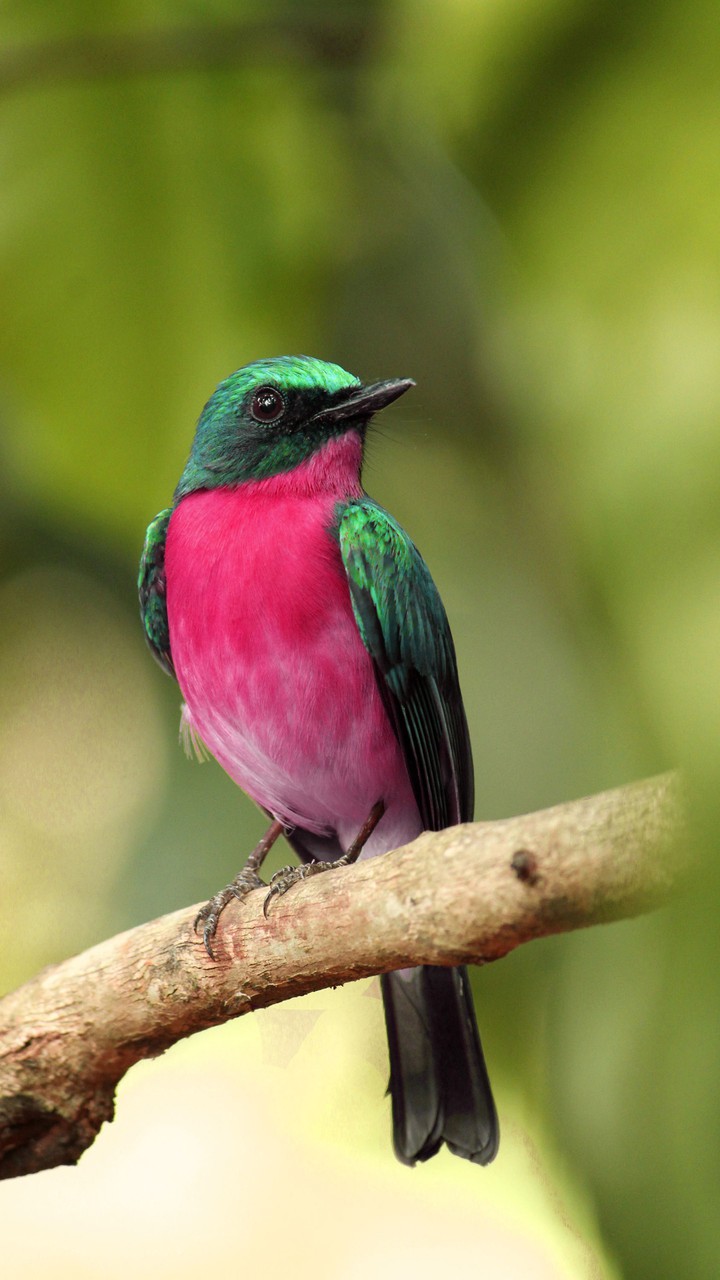 colorful bird