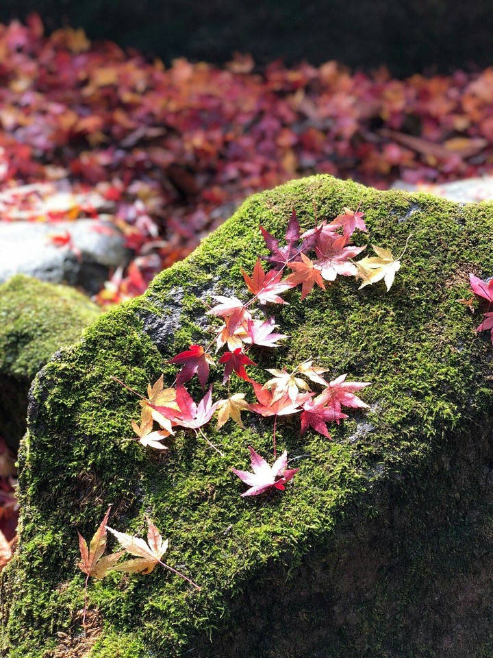 SK~Japan