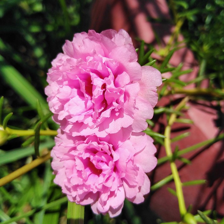 10 O'clock flower