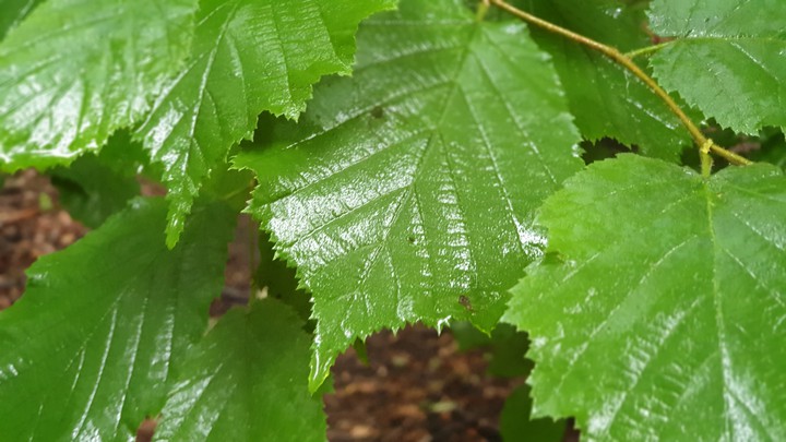 green leaf
