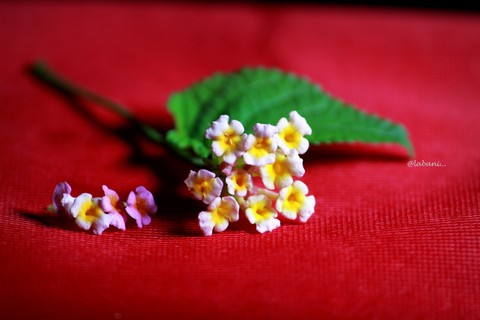 шпалери flower, petal