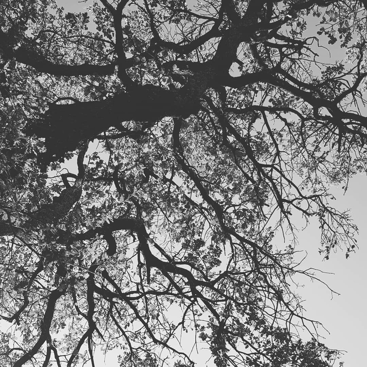 arbres