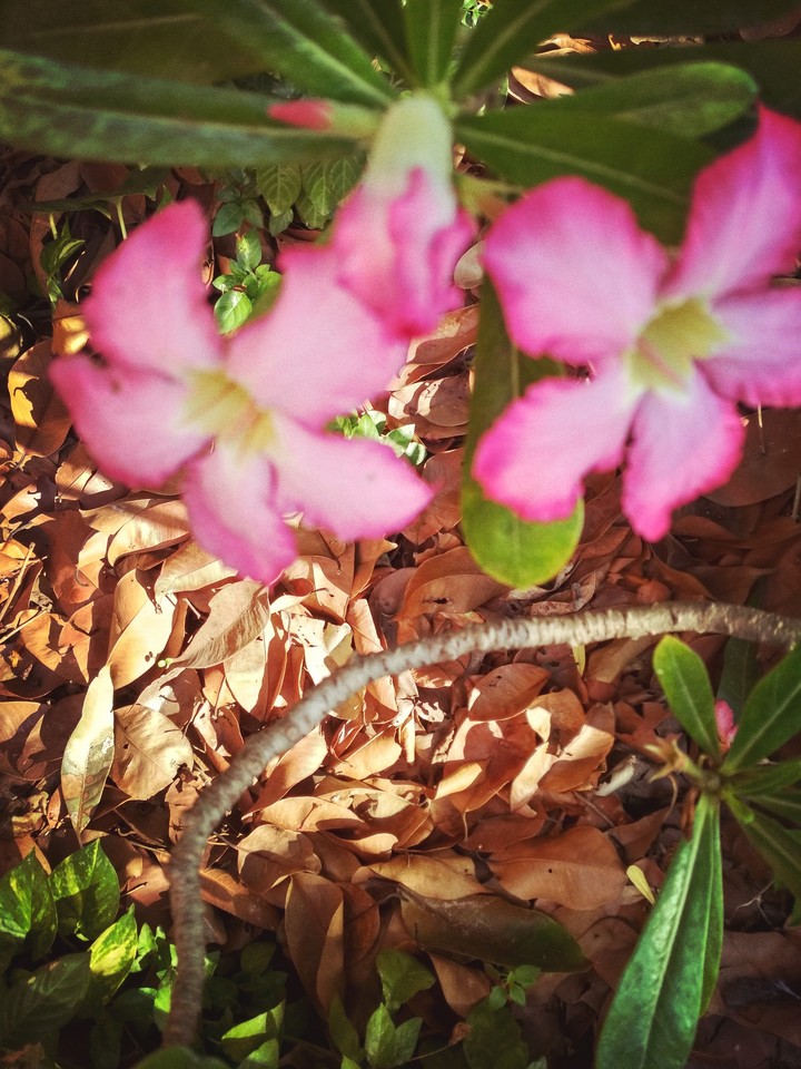flowers
