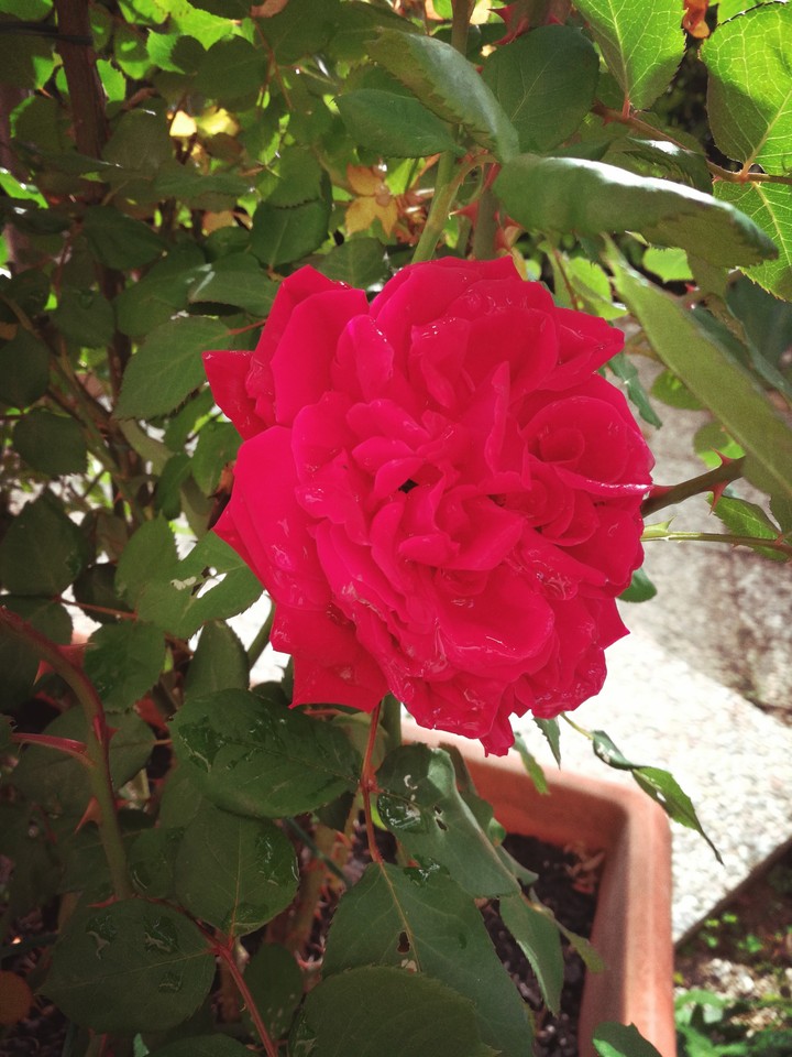 Rosa