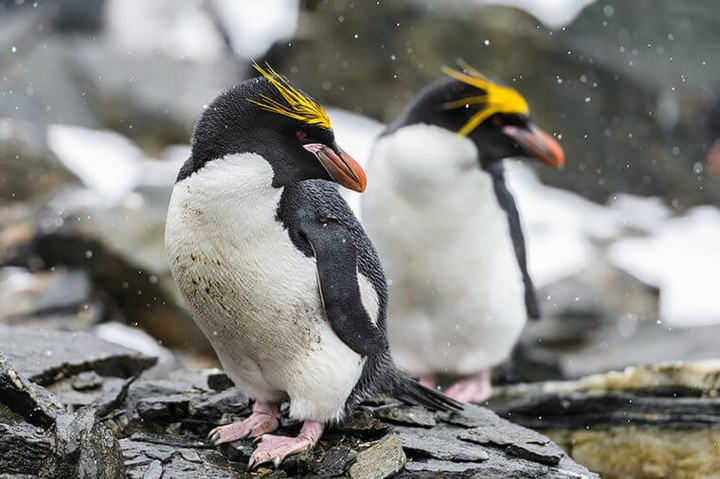 penguins