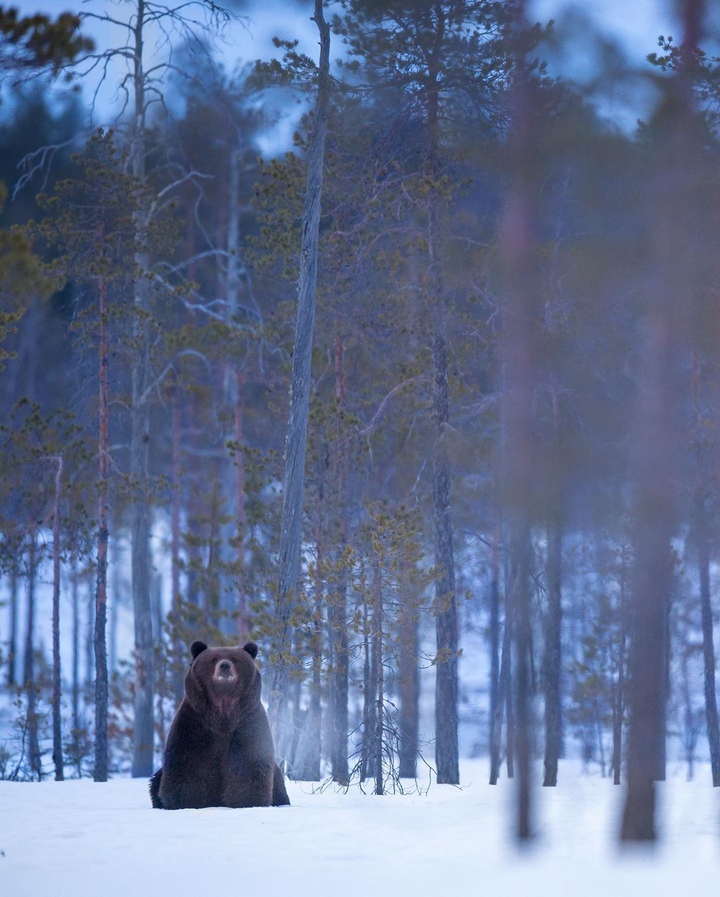Bear