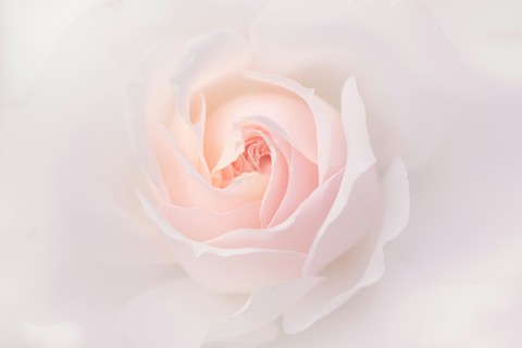 petal, izna achtergronden