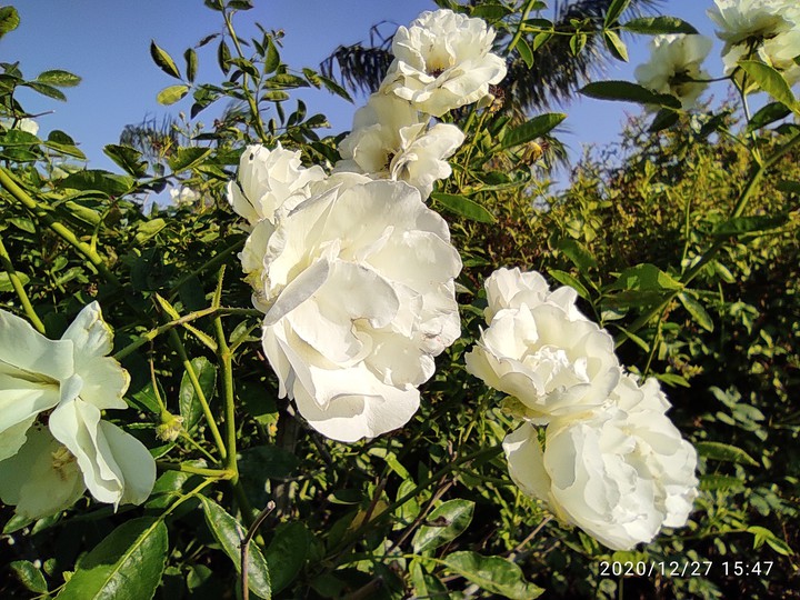 Flower