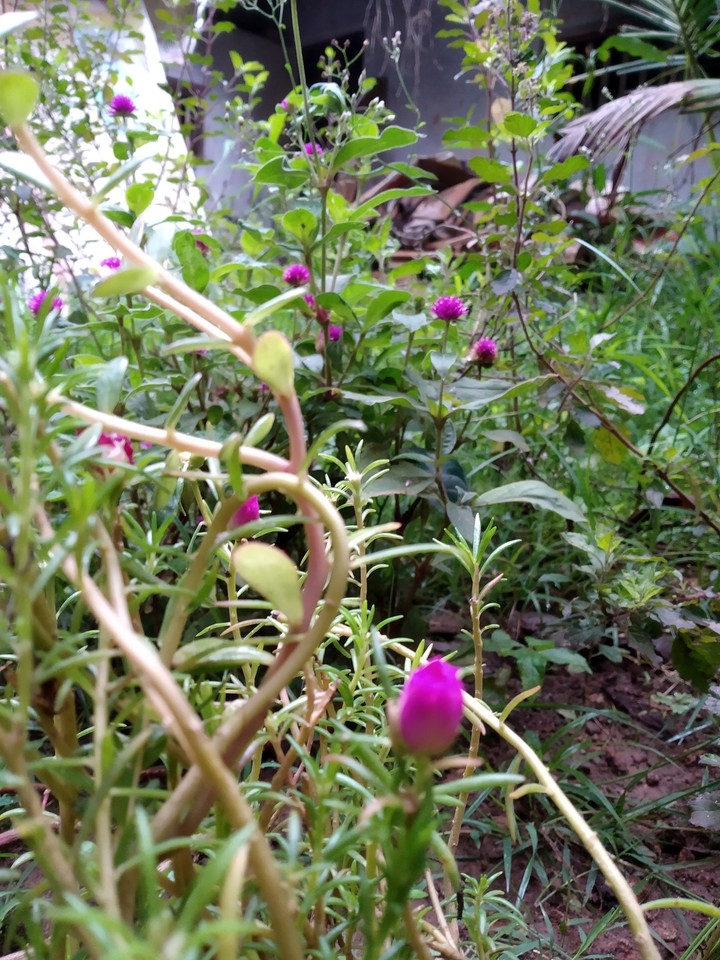 PLANTS
