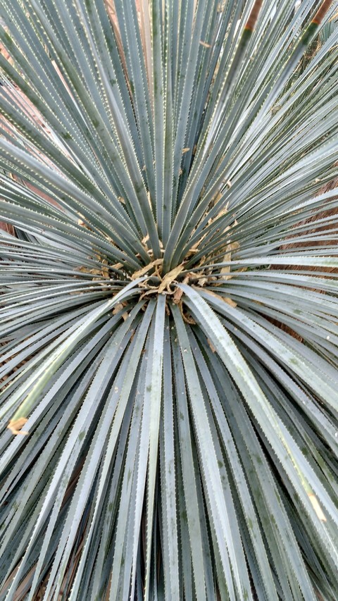 dessert plant