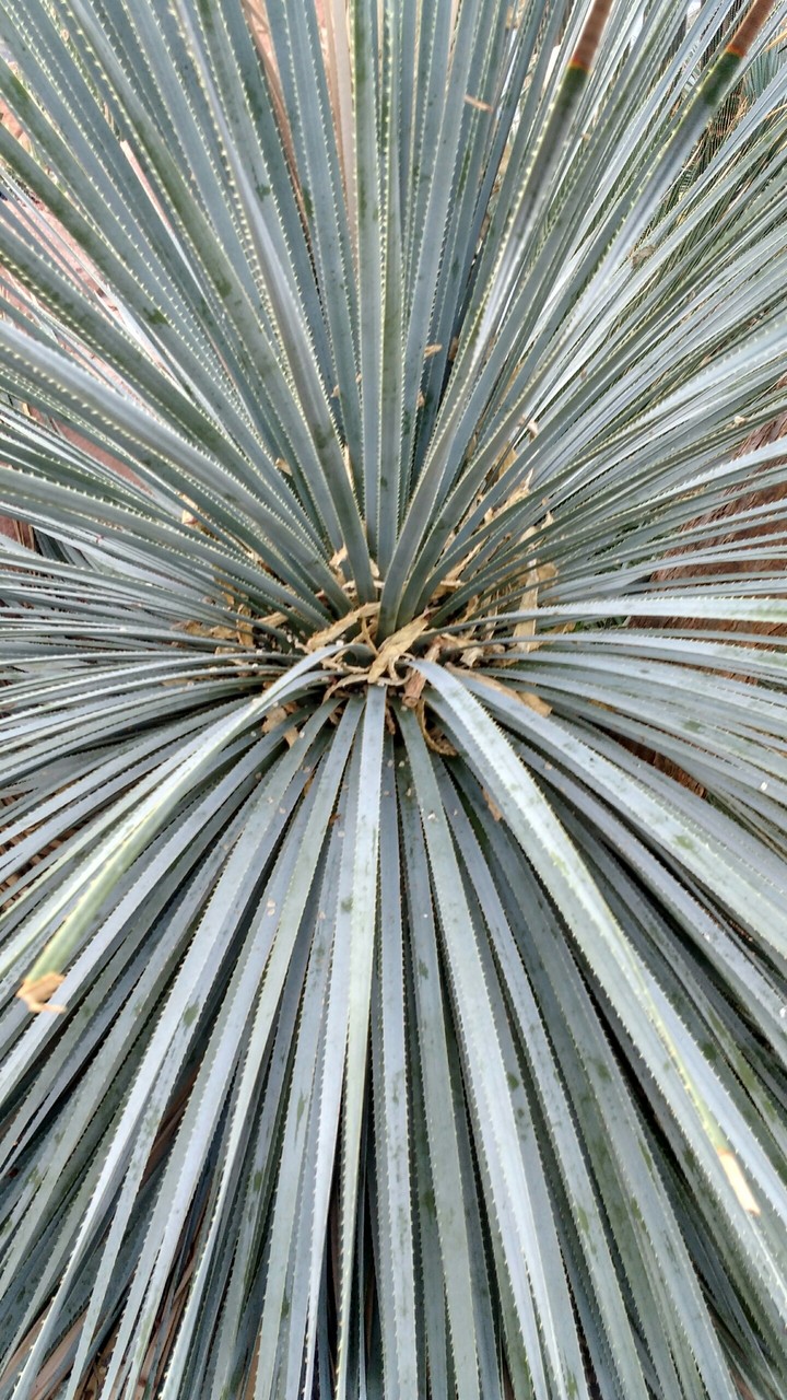 dessert plant
