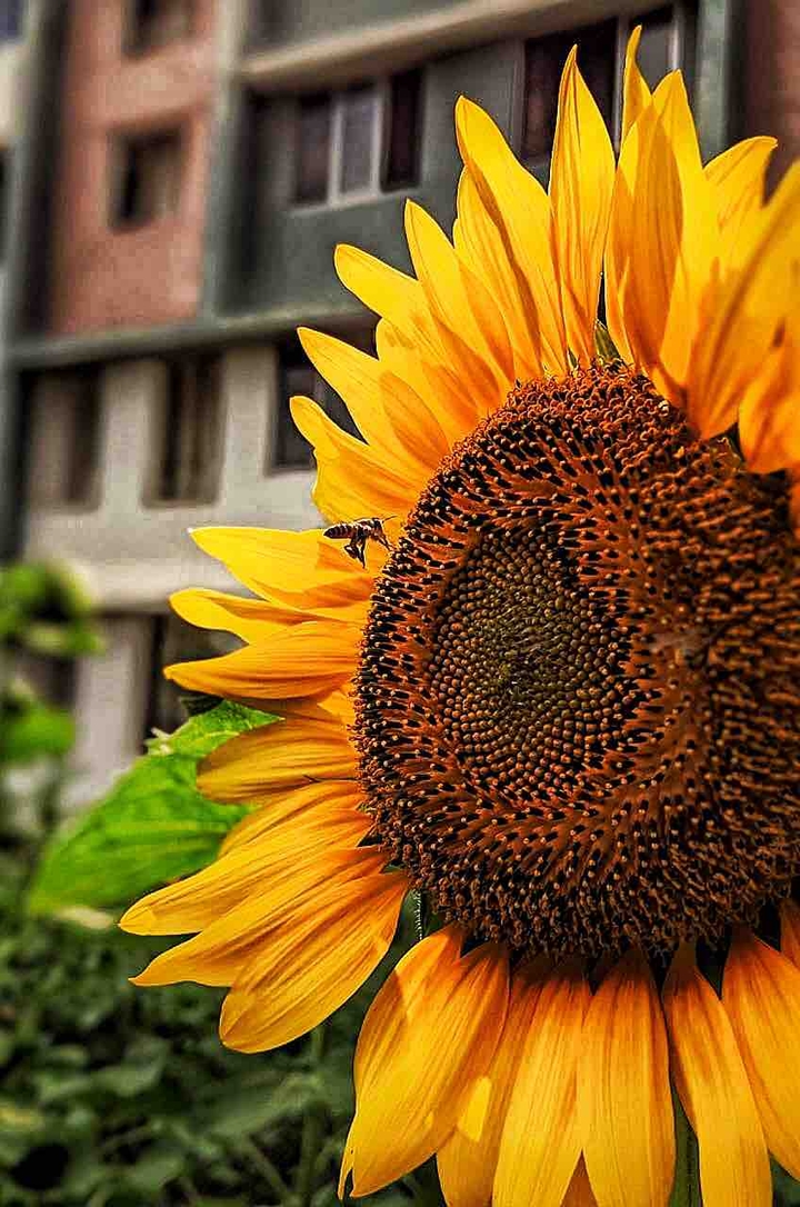 Bee with sunflower