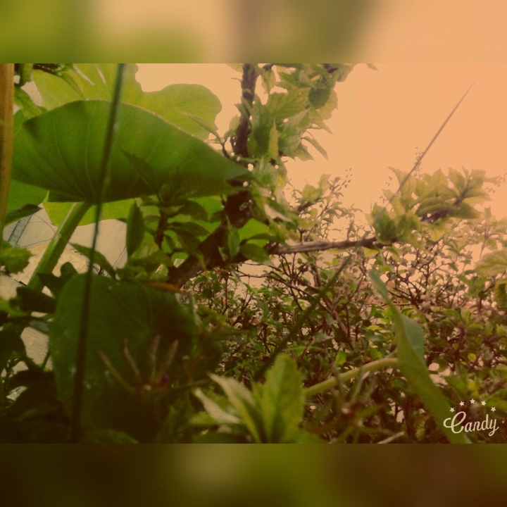 garland of greenery