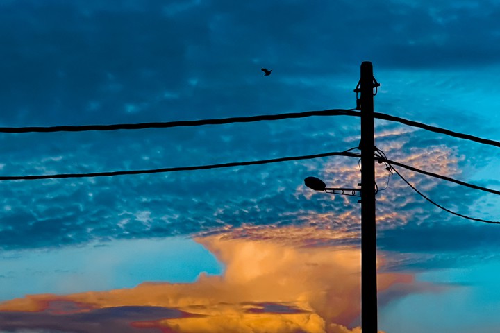 Bird