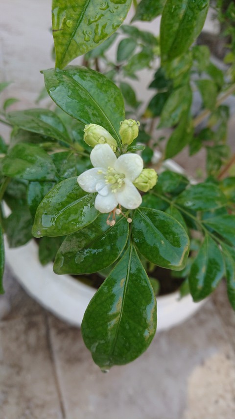 tapety flower, spring