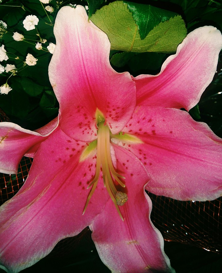 flower