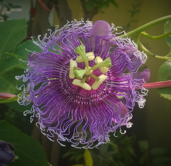 Passiflora