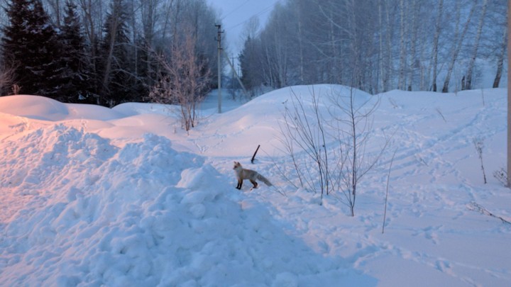 fox in winter
