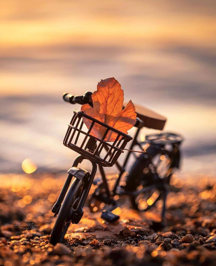 mini bike