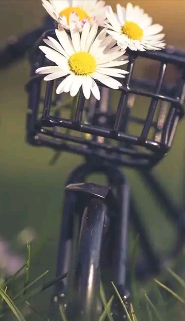 Cycle