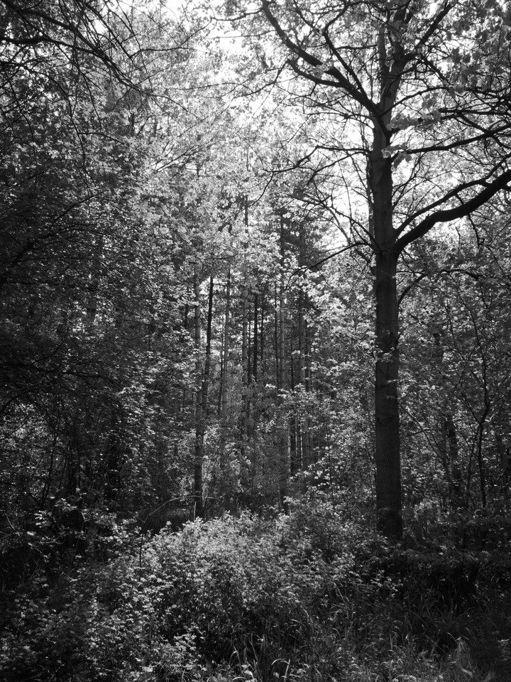 Monochrome Forest
