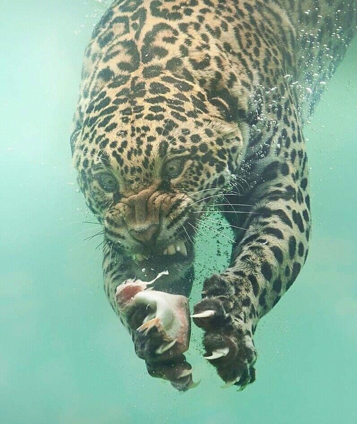 jagaur Hunting Fish inside water