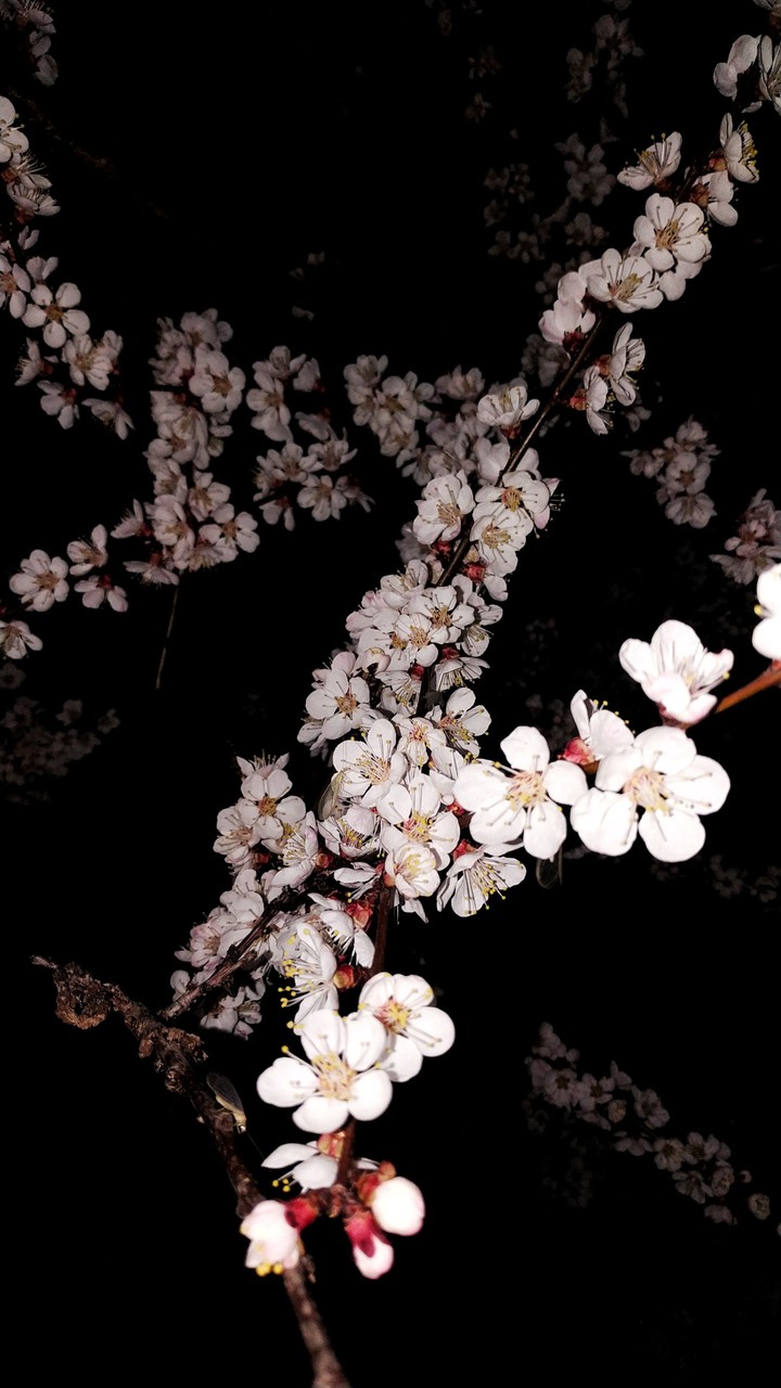 night flowers