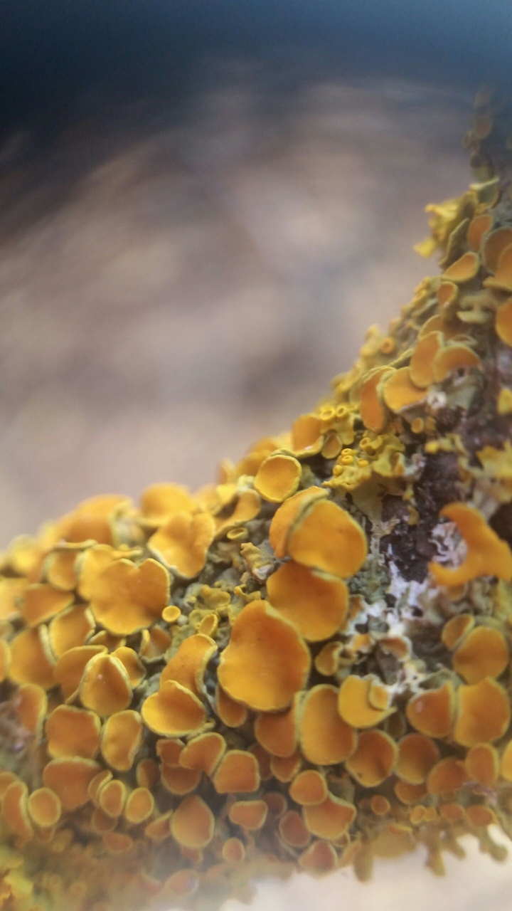 mashrooms