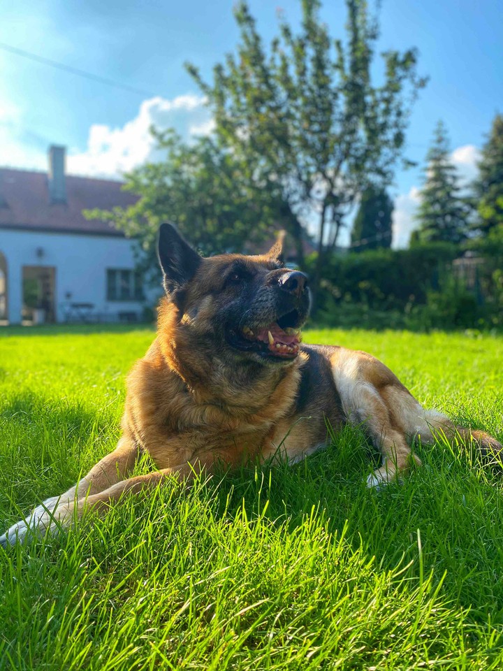 dog