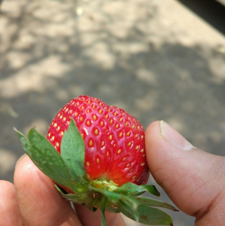 strawberry