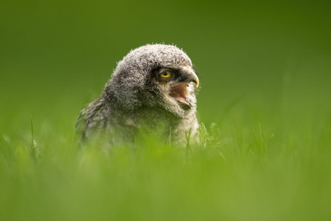 обои beak, bird