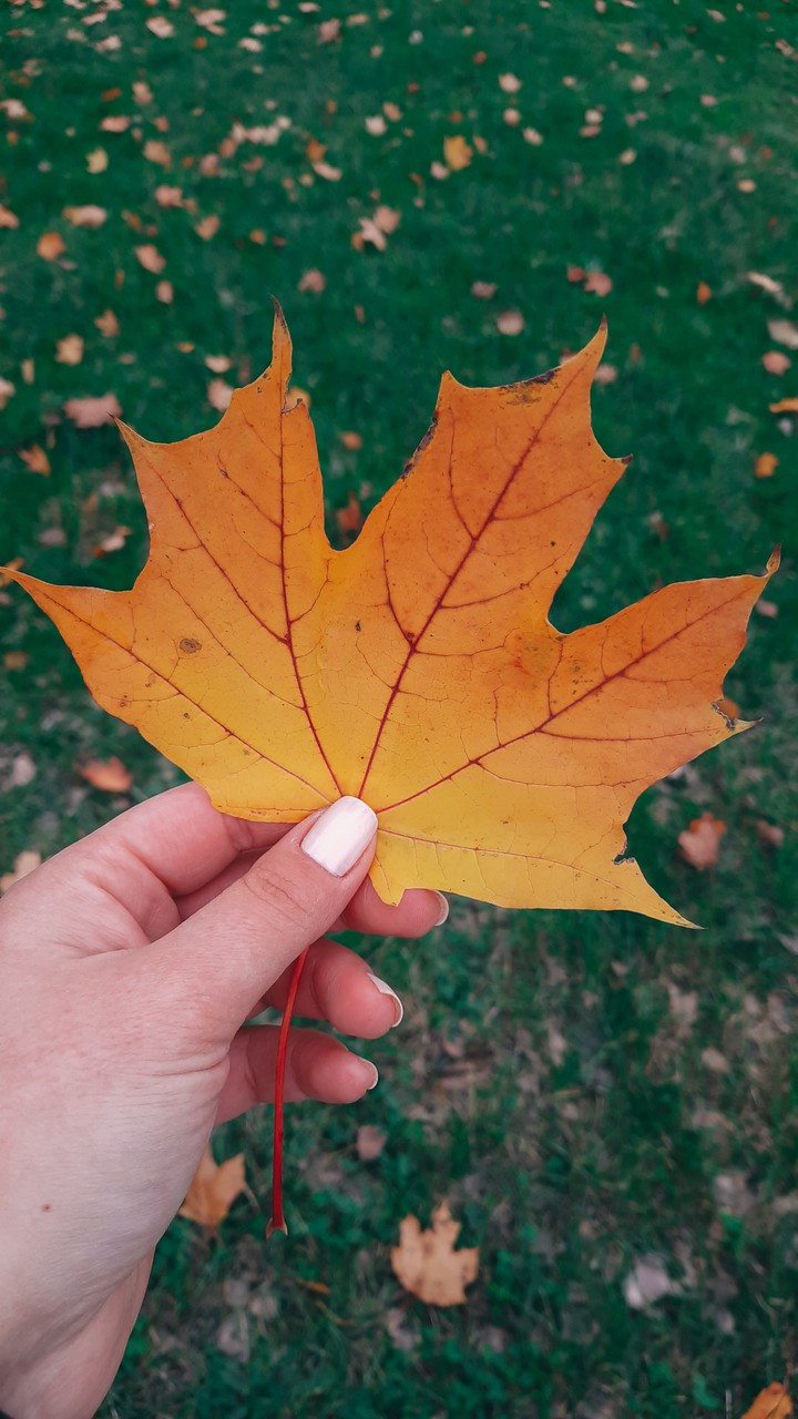 Maple Leaf