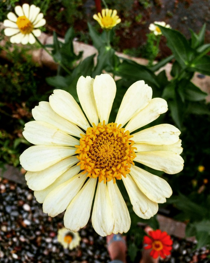 flowers