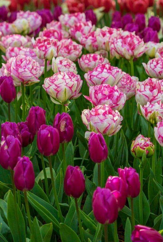 tulips